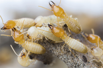 The Trouble With Termites & What to Do When They Are Invading Your Space
